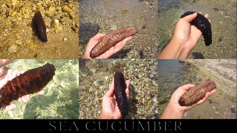 Collage of sea cucumber footage.