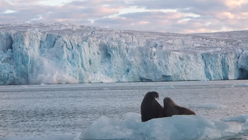 Walruses on iceberg escape from the collapse of the ice