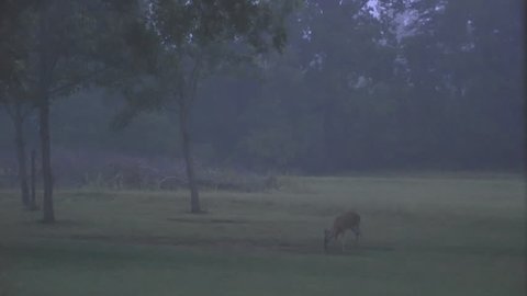 A white tail deer eating in an open field during a thunderstorm is spooked by a close bolt of lightning