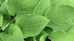 Fresh green leaves of hosta plant in the garden. HD video footage shooting with steadicam. Slow motion panorama of vibrant leafs close up.