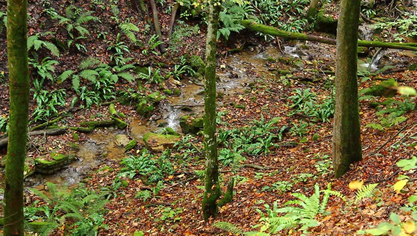 Small stream in the woods.