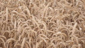 CLOSE-UP: Spica from a wheat plant. 4K Cinematic video footage