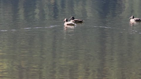 Family of wild ducks on a mountain lake