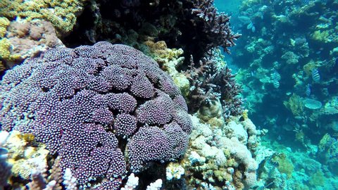 The ocean and the corals. Colorful tropical fish.
