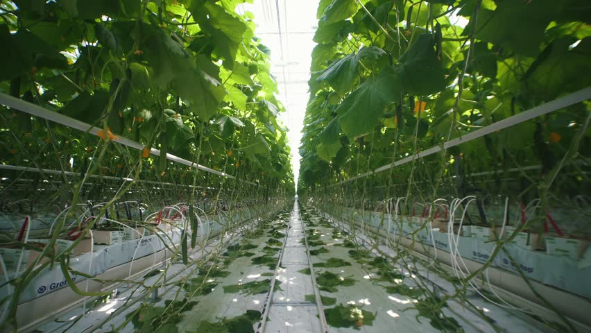 Light industrial greenhouse with even rows of plants inside. Modern farming: growing cucumbers in an automated greenhouse. Industrial vegetable production: modern eco-production with drip irrigation Royalty-Free Stock Footage #28907785