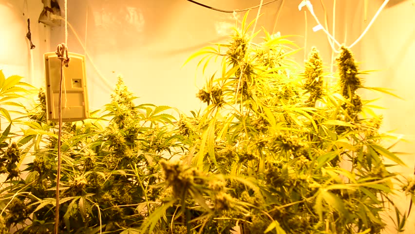 Indoor cannabis marihuana. Hydroponic system grow room.