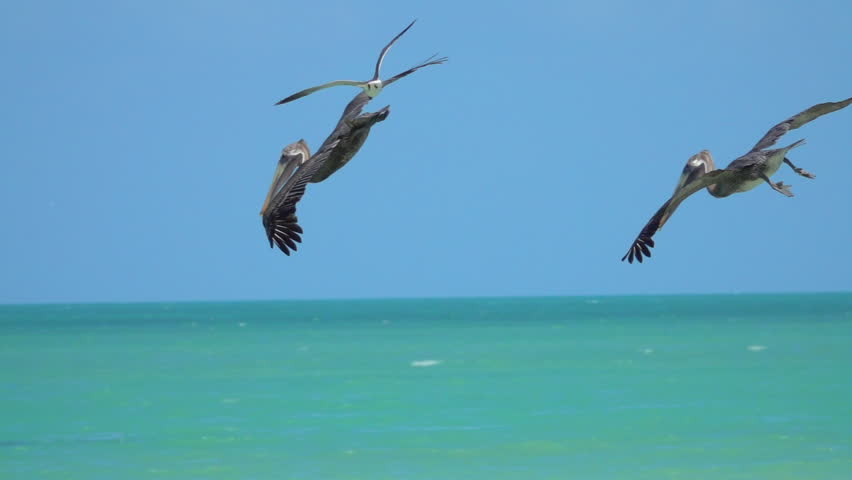 SLOW MOTION, CLOSE UP: Hungry wild pelicans accompanied by a gull hunt fish in beautiful emerald sea, Yucatan peninsula, Mexico. Pelican descending from the sky plunging into the water to catch a meal Royalty-Free Stock Footage #28912234