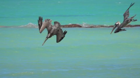 SLOW MOTION, CLOSE UP: Hungry wild pelicans accompanied by a gull hunt fish in beautiful emerald sea, Yucatan peninsula, Mexico. Pelican descending from the sky plunging into the water to catch a meal