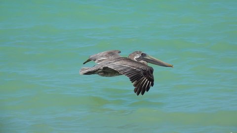 SLOW MOTION, CLOSE UP: Stunning brown Mexican pelican flapping wings flying close above the sea surface, Yucatan peninsula, Mexico. Detail of beautiful wild bird soaring in the sky above the ocean