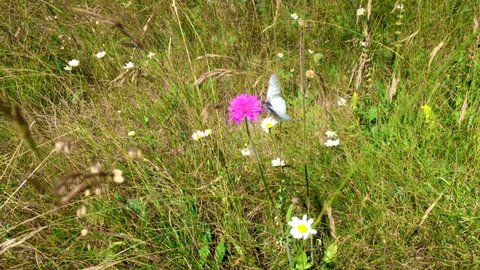 Butterflies flying  in the wildflowers  Meadow Nature Sommer Flora and Fauna 