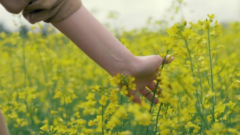 Female hand touches yellow flowers in nature close up. Woman touching beautiful yellow flowers on field slow motion. Summer meadow flowers on a meadow