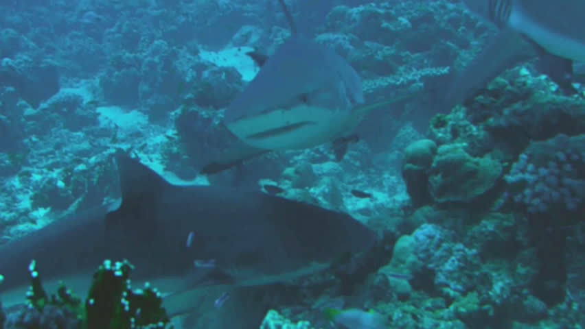 group of gray reef sharks, Red Sea