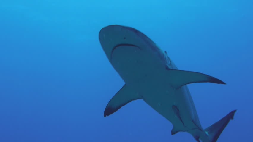 group of gray reef sharks, Red Sea