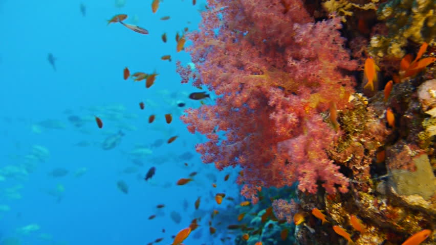 coral reef, red sea, indopacific ocean