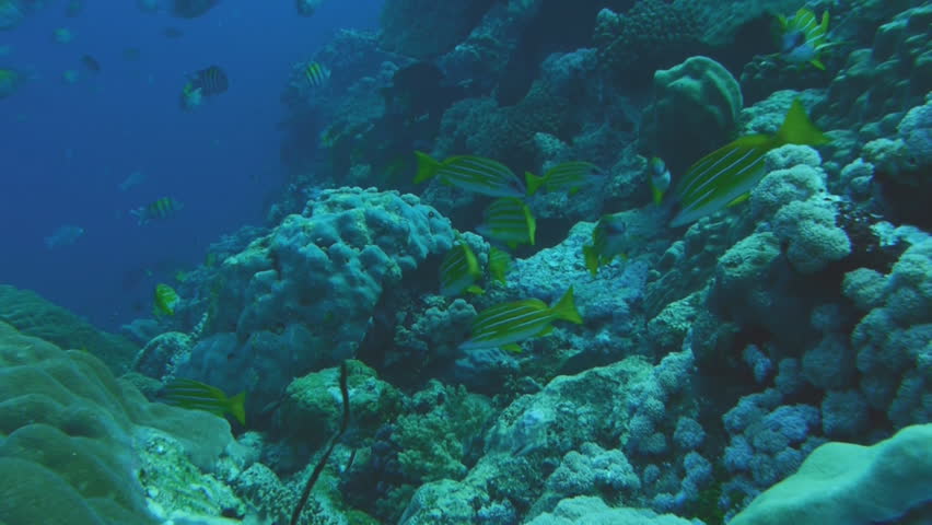 coral reef, red sea, indopacific ocean