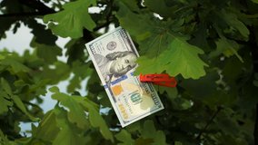 Hundred dollar bills hang on a tree. This is an evergreen oak, spruce or pine. It's like a Christmas tree. Dollars are fixed on branches with the help of clothespins.