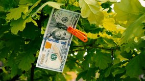 Hundred dollar bills hang on a tree. This is an evergreen oak, spruce or pine. It's like a Christmas tree. Dollars are fixed on branches with the help of clothespins.