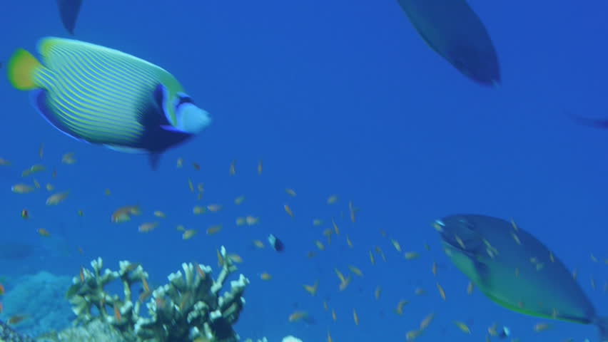 angelfish in the red sea