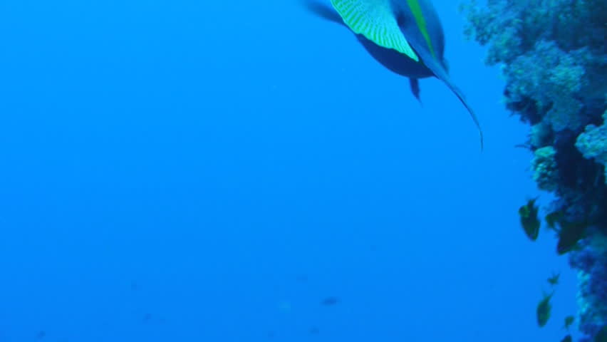arabian angelfish in the red sea