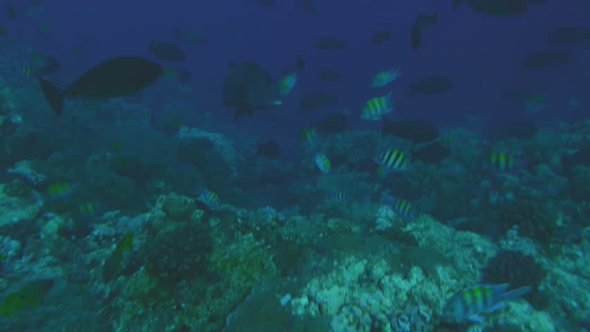 coral reef and giant sweet lip, red sea, indo pacific ocean