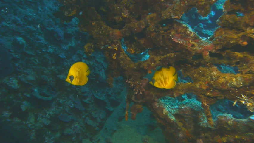 butterfly fishes in shipwreck, umbria, sudan, red sea