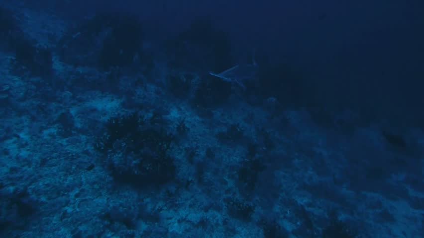 scalloped hammerhead shark, hit by flashlight, red sea