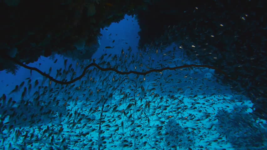 schooling fish, shoal of red sea sweepers