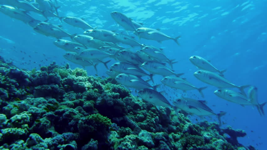 schooling fish, shoal of big eye jacks, red sea
