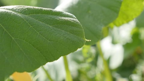 Close-up of cultivated pumpkin squash plant 4K 2160p 30fps UltraHD footage - Green leaves of Cucurbita pepo 3840X2160 UHD video