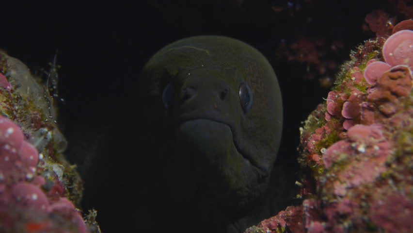 moray eel and cleaning shrimp, red sea