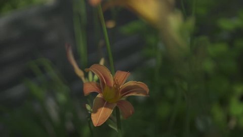 Slow motion of an orange tiger lily flower in the garden on a sunny summer day. Close-up and out of focus