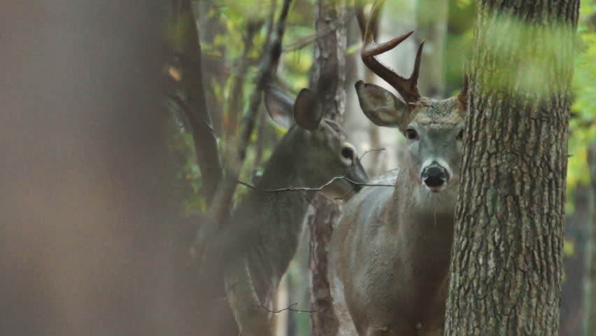 Whitetail Deer mature buck and doe interaction, October in Georgia