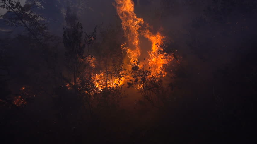 Fire storm in the forest at dusk | Shutterstock HD Video #28932415