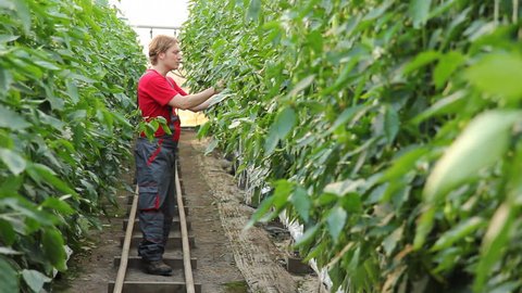 Farmer controls production of pepper in a greenhouse