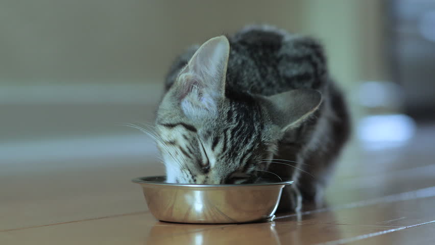 Cute Domestic Shorthair Tabby Kitten / Cat Eating Wet Food in Silver Dish | Shutterstock HD Video #28944496