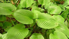 Close-up of a Hosta green leaves  in a garden, moving in the wind (video). 