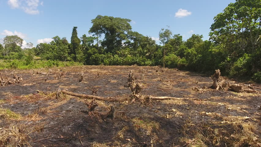 flying over slash burn cultivation this Stock Footage Video (100% ...