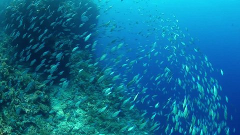 massive shoal of parrot near the reef 