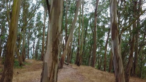 A thick forest of Eucalyptus trees grows in the East Bay near Oakland and San Francisco. Eucalyptus were first planted in California in the 1850s, brought from Australia.