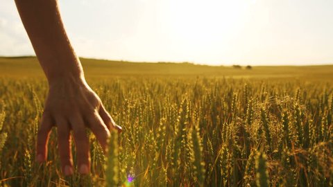 Close up shot of woman hands walking in the field and touching gold spikelets. Slow motion.