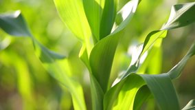 Close up of Green leaves of corn tree in the organic garden , video for nature and organic business concept