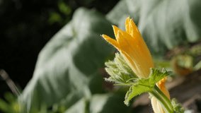 Close-up of pumpkin squash plant slow-mo 1080p FullHD footage - Slow motion of yellow Cucurbita pepo flower 1920X1080 HD video