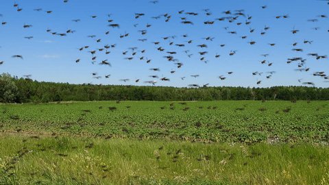 Swarm of locust flying over field