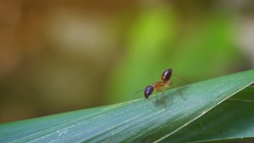 Solitary ant. in extreme closeup. appearing lost as he runs up and down a green leaf. in selective focus. with sound. Video 4k UltraHD