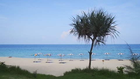 Tropical tree obscures rows of umbrellas lining the white sand of Surin Beach in Phuket, Thailand. Video 4k UltraHD