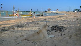 Stray dog lying in the shade on a tropical beach in Bali, Indonesia with outrigger tour boats tied in the background. Video 4k UltraHD