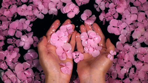Woman enjoying hands care bath with hydrangea flowers. Slow motion. Beautiful lifestyle composition with top view. Shooting with high-speed camera.