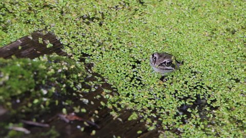 Frog sitting on a snag in the swamp among a duckweed in the summer