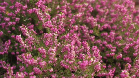 Erica Carnea is a ornamental plant widely grown for its winter flowering
