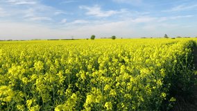 4K video clip of healthy mixed race African American girl teenager female young woman with yellow backpack and camera taking photograph in field of rape seed yellow flowers